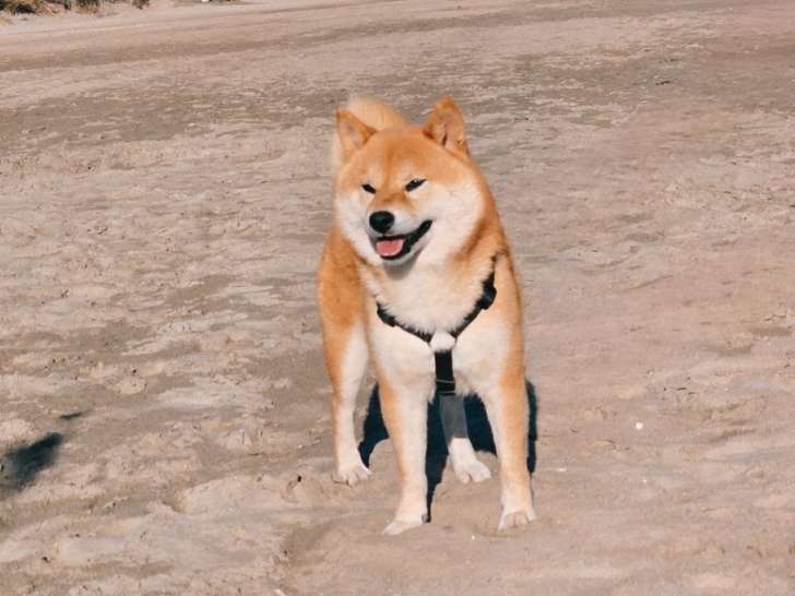 Saillie Shiba Inu LOF disponible, adulte mâle Utsukushii de la Folle Emprise