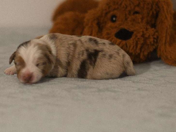 Chiots Bergers Américains Miniatures LOF à réserver, nés en septembre 2025