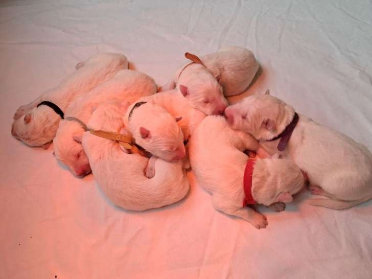 7 chiots Bergers Blancs Suisse LOF à réserver