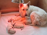 7 chiots Bergers Blancs Suisse LOF &agrave; r&eacute;server