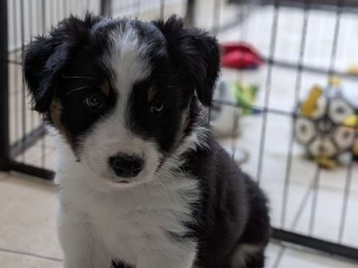 1 chiot mâle Border Collie tricolore LOF à réserver