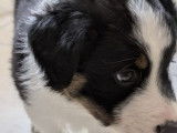 1 chiot mâle Border Collie tricolore LOF à réserver