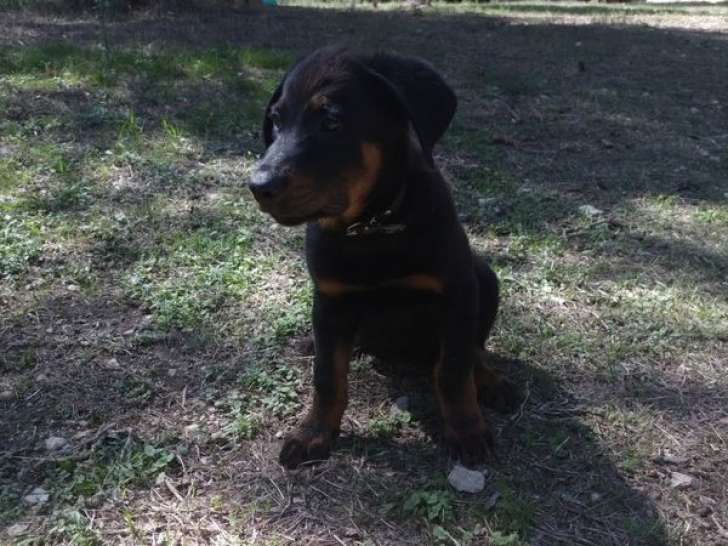 3 chiots Beaucerons LOF à vendre, nés en juillet 2025
