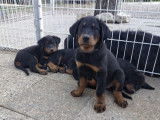 3 chiots Beaucerons LOF à vendre, nés en juillet 2025