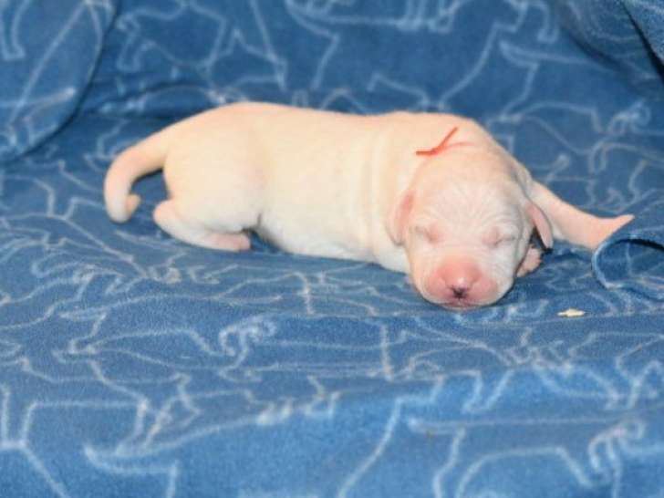 À réserver, 7 chiots Dogues Argentins LOF, 5 femelles et 2 mâles, nés en septembre 2025