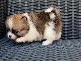 À réserver, 3 chiots femelles Spitz Poméraniens LOF