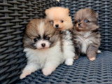 À réserver, 3 chiots femelles Spitz Poméraniens LOF