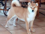 À réserver, 5 chiots Shiba Inus LOF
