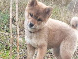 À réserver, 5 chiots Shiba Inus LOF