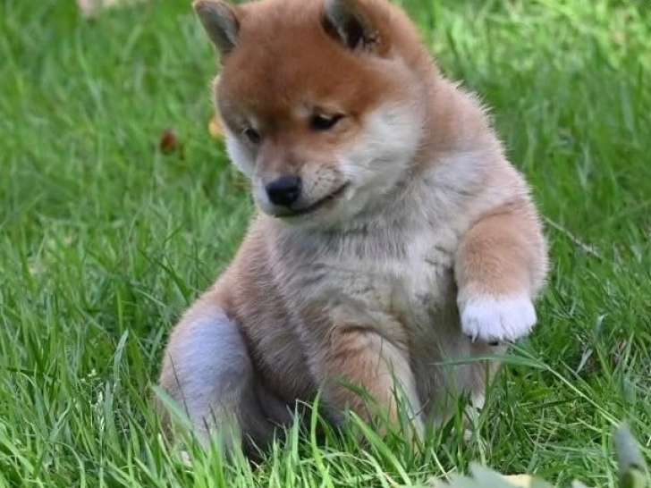 2 chiots femelles Shiba Inus LOF à réserver, nées en juillet 2025