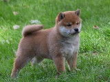 2 chiots femelles Shiba Inus LOF à réserver, nées en juillet 2025
