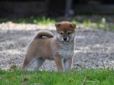 2 chiots femelles Shiba Inus LOF à réserver, nées en juillet 2025