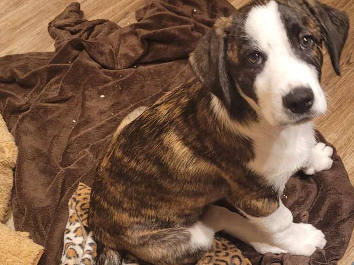 Magnifique chiots Berger Australien croisés Fila de Sao Miguel à vendre