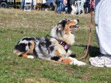 À vendre, 1 chienne Berger Australien LOF bleue merle
