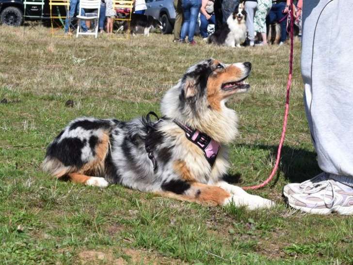 À vendre, 1 chienne Berger Australien LOF bleue merle