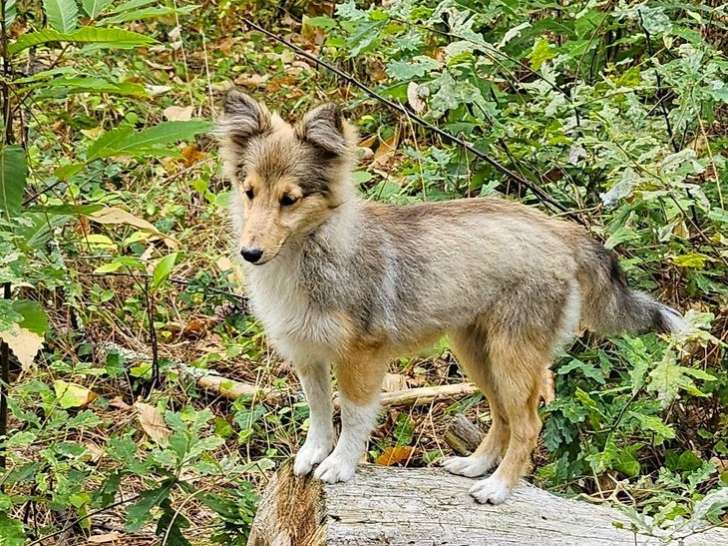 1 chiot femelle Berger des Shetland LOF à vendre