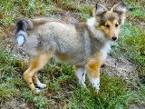 1 chiot femelle Berger des Shetland LOF à vendre