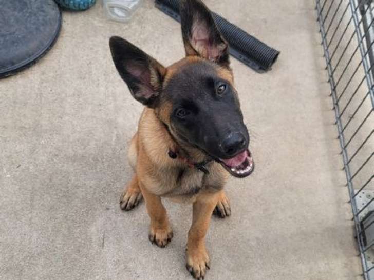 À vendre, 1 chiot mâle Berger Malinois LOF né en avril 2025