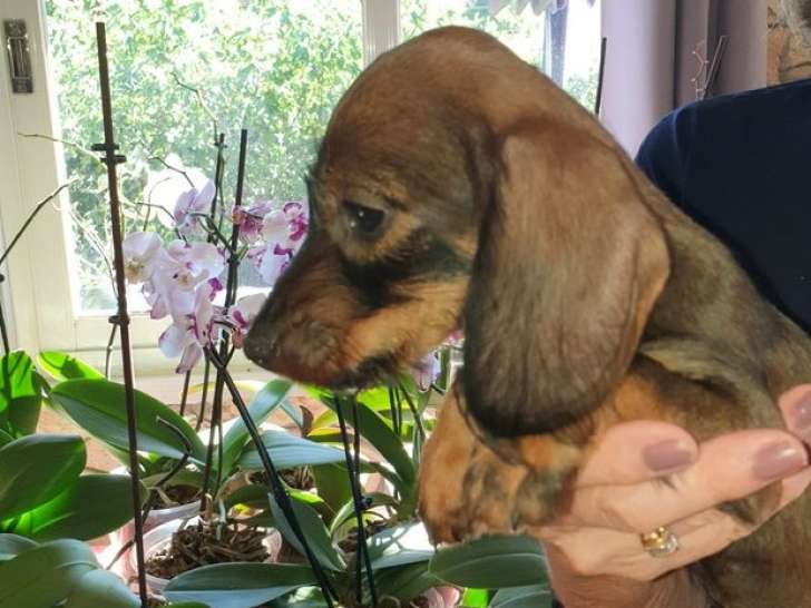 À vendre, 2 chiots Teckels LOF