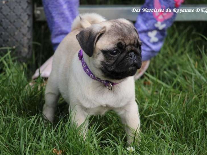 À vendre, un chiot mâle Carlin LOF sable à masque noir né en juin 2025