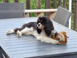 Femelle adulte Cavalier King Charles tricolore à vendre, non confirmable