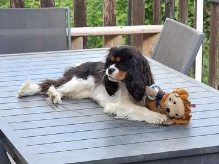 Femelle adulte Cavalier King Charles tricolore à vendre, non confirmable