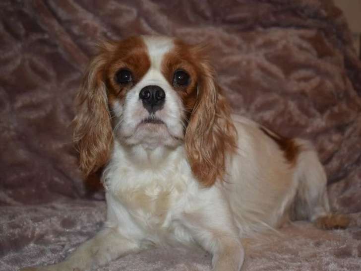 Chienne Cavalier King Charles Blenheim à vendre, stérilisée, 7 ans, vie de canapé recherchée