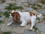 Chienne Cavalier King Charles Blenheim à vendre, stérilisée, 7 ans, vie de canapé recherchée