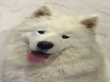 Mâle Samoyède disponible pour saillie