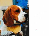 Mâle Beagle disponible pour saillie