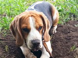 Mâle Beagle disponible pour saillie