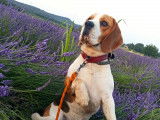 Mâle Beagle disponible pour saillie