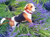 Mâle Beagle disponible pour saillie