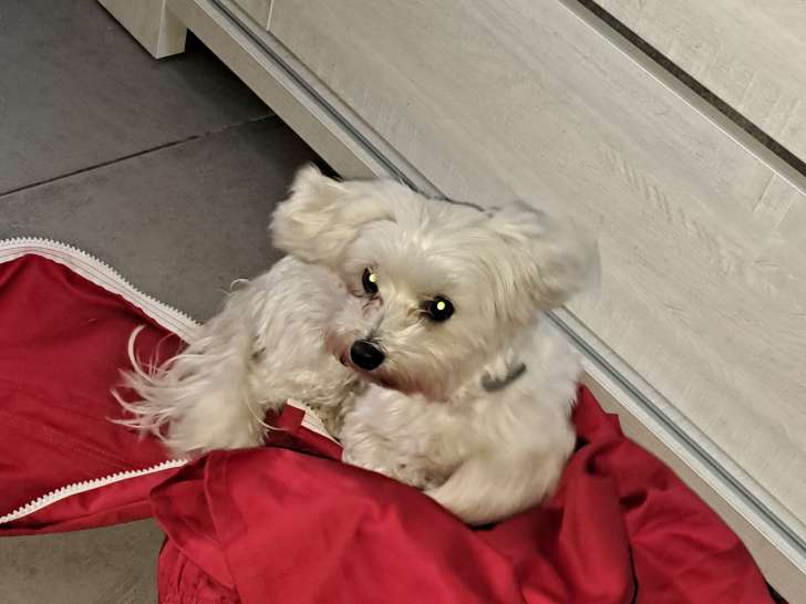 Cherche mâle Bichon Maltais pour saillie