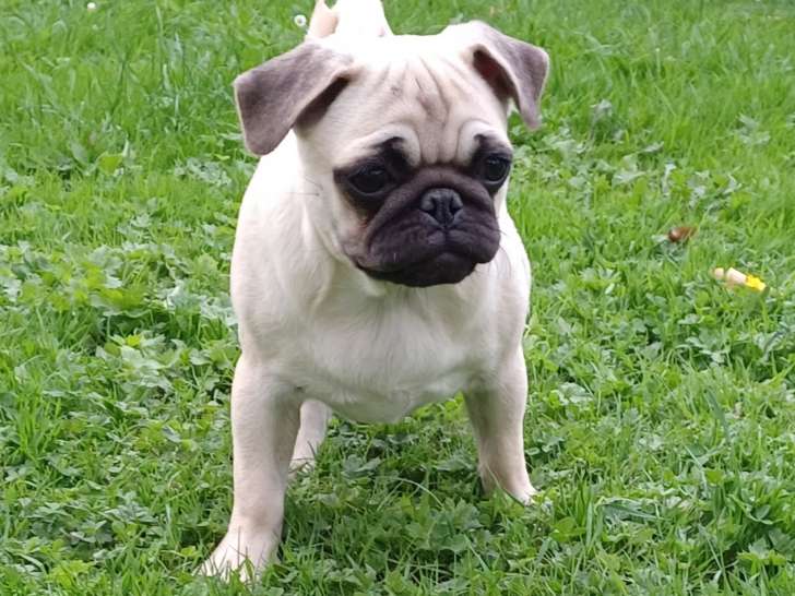 Chiots femelles  Carlin sable à vendre