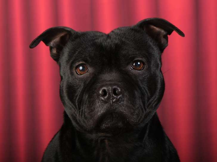 Mâle Staffordshire Bull Terrier LOF disponible pour saillie