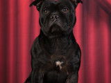 Mâle Staffordshire Bull Terrier LOF disponible pour saillie