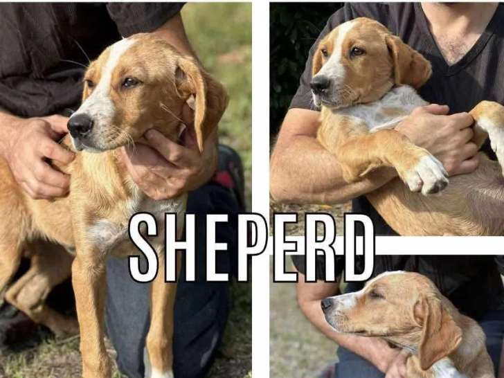 À adopter : chiot mâle au pelage beige