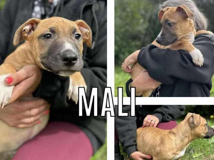 Prêt pour l’adoption : chiot mâle fauve
