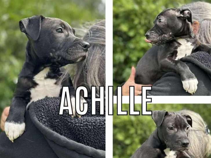 En attente d'un foyer : chiot mâle noir avec marque blanche