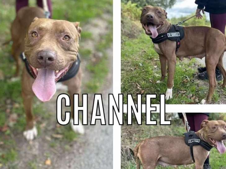À accueillir : chienne de couleur beige
