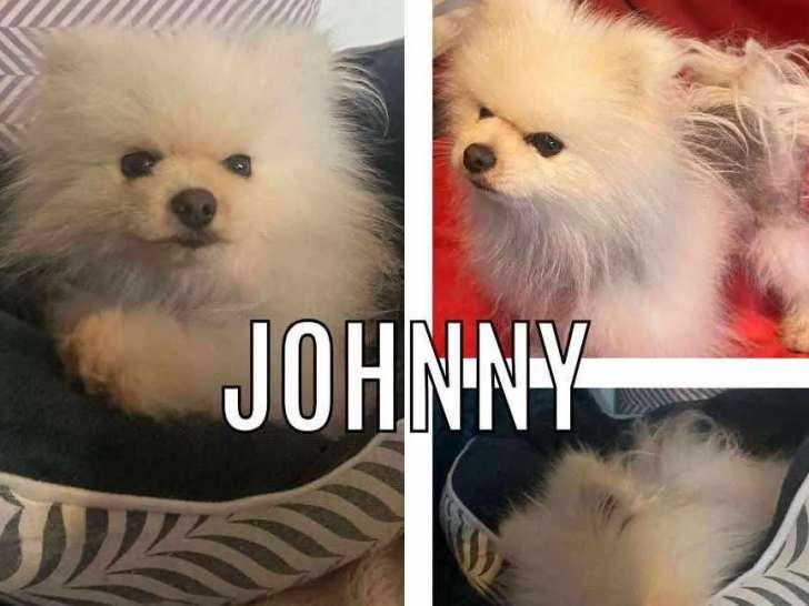 En quête d'un foyer : chien Spitz Nain blanc