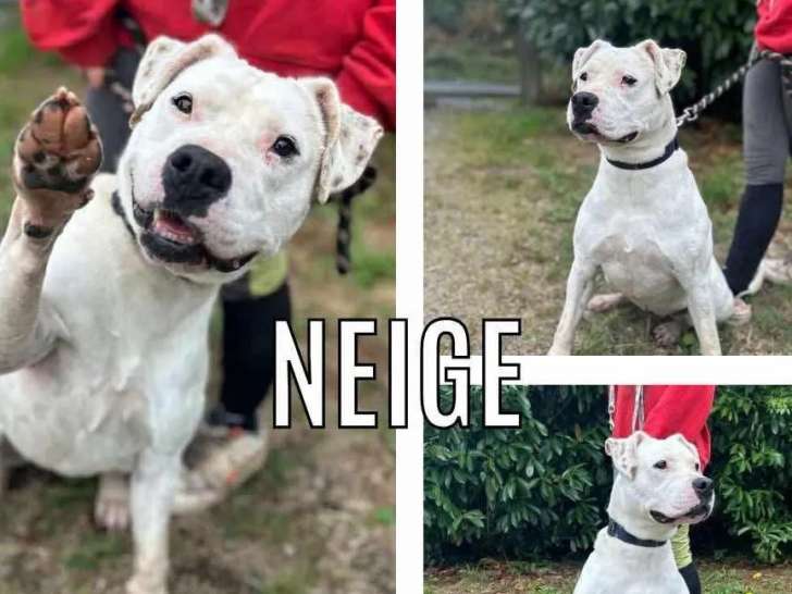 Adoption disponible : chienne Bouledogue Américain de 8 ans