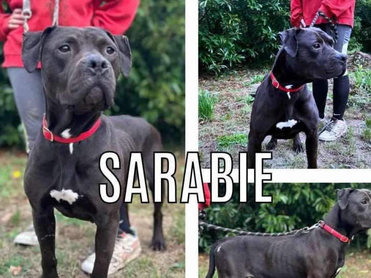 À la recherche d'un foyer : chienne American Bully de 6 ans