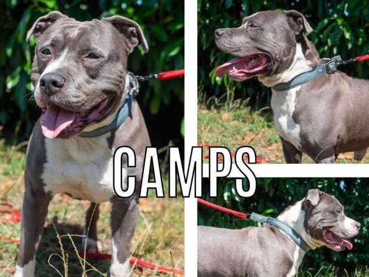 Chien Amstaff gris et blanc à adopter