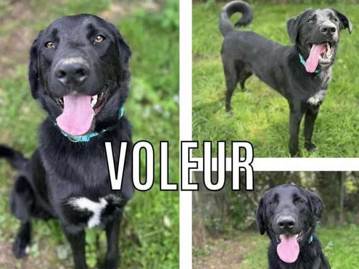 Chien d'un an disponible à l'adoption