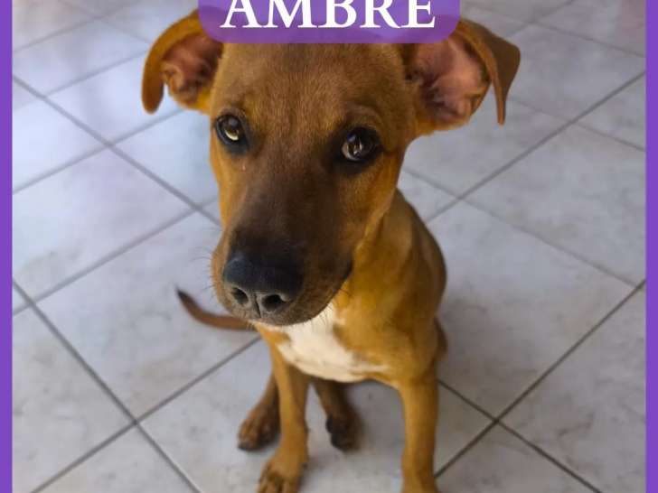 Chiot femelle fauve charbonné prêt pour l'adoption