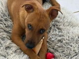 Chiot femelle fauve charbonné prêt pour l'adoption