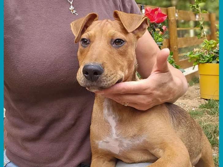 Chiot mâle de 4 mois en attente d’une famille