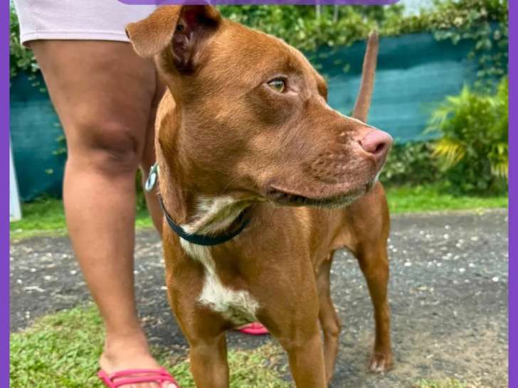 Chienne d’un an à accueillir